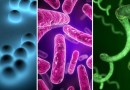 मानव शरीर में जीवाणुओं द्वारा होने वाले प्रमुख रोग Major Diseases Caused By Bacteria In The Human Body