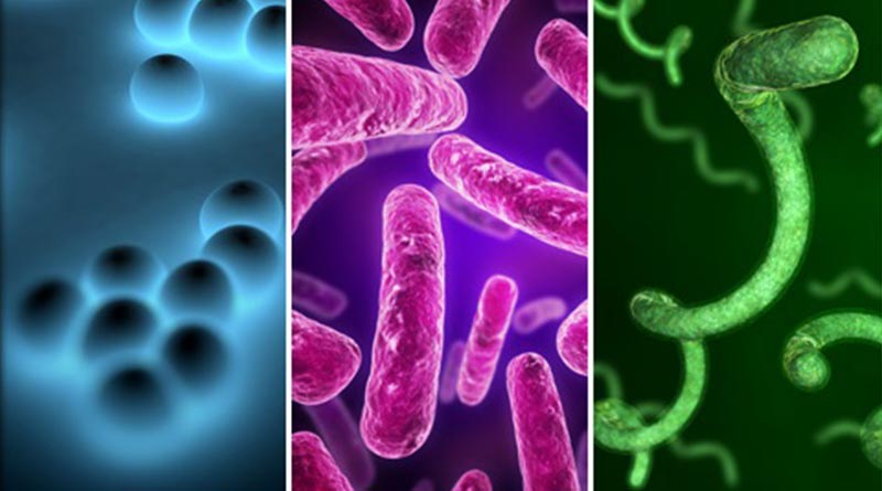 Diseases Caused By Bacteria