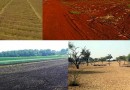 भारत की मिट्टियां Soils of India