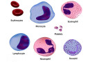 रक्त की कणिकाएं Blood Corpuscles