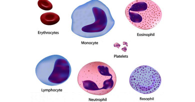 Blood Corpuscles