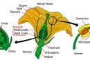 वनस्पति विज्ञान Botany