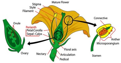 Botany