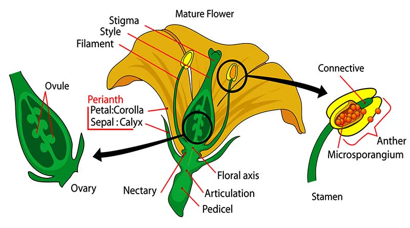 Botany