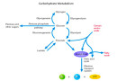 कार्बोहाइड्रेट उपापचय Carbohydrate Metabolism