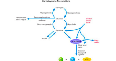 Carbohydrate Metabolism