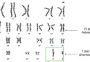 जंतुओं में गुणसूत्र ढांचा Chromosomal Pattern