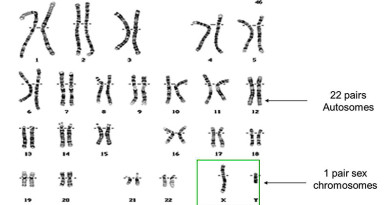 Chromosomal Pattern