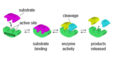 Enzyme