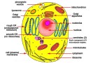 कोशिका – एक सूक्ष्म रासायनिक फैक्ट्री The Cell – A Microscopic Chemical Factory