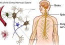 तंत्रिका तंत्र Nervous System