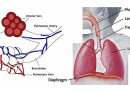 श्वसन क्रिया Physiology of Respiration