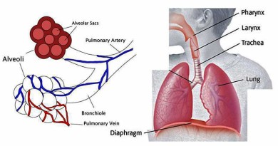 Physiology of Respiration