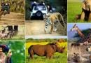 वन्य जीव एवं पारिस्थितिकी तन्त्र Wild Life And Ecosystem