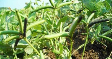 Black gram, Mung bean and Lentil