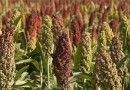 मोटे अनाज: ज्वार Coarse Cereals: Sorghum- ‎Sorghum bicolor