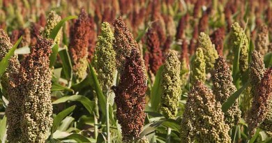 Sorghum- ‎Sorghum bicolor