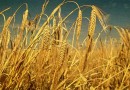 मोटे अनाज: जौ Coarse cereals: Barley- ‎Hordeum distichon