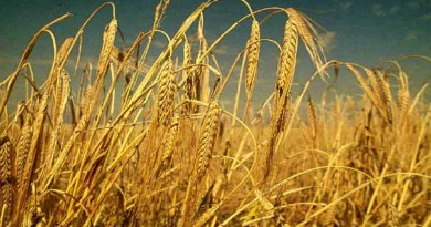 Coarse cereals: Barley - ‎Hordeum distichon