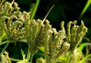 मोटे अनाज: रागी Coarse cereals: Finger Millet- ‎Eleusine coracana