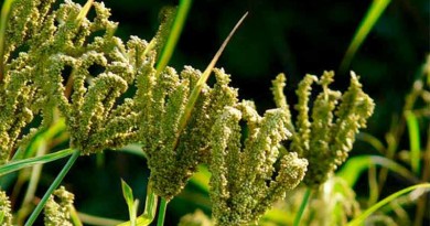 Coarse-cereals-Finger-Millet--‎Eleusine-coracana