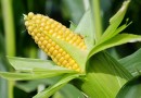 मोटे अनाज: मक्का  Coarse Cereals: Maize- Zea mays