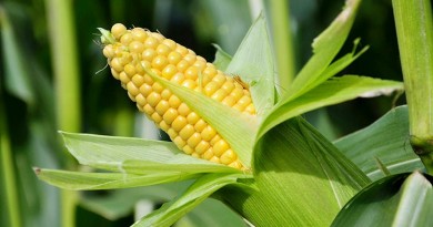 Maize