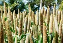 मोटे अनाज: बाजरा Coarse cereals: Millet- Pennisetum glaucum