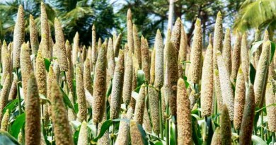 Millet- Pennisetum glaucum