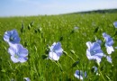 वाणिज्यिक (नकदी) फसल: अलसी Commercial (Cash) Crops: Linseed- Linum usitatissimum