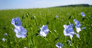 Linseed - Linum usitatissimum