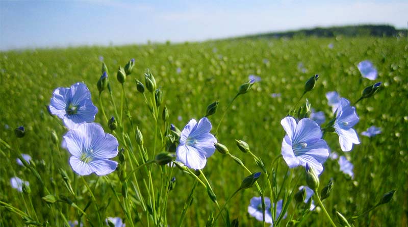 Linseed - Linum usitatissimum