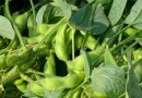 वाणिज्यिक (नकदी) फसल: सोयाबीन Commercial (Cash) Crops: Soybeans- Glycine max