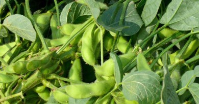 Soybeans - Glycine max