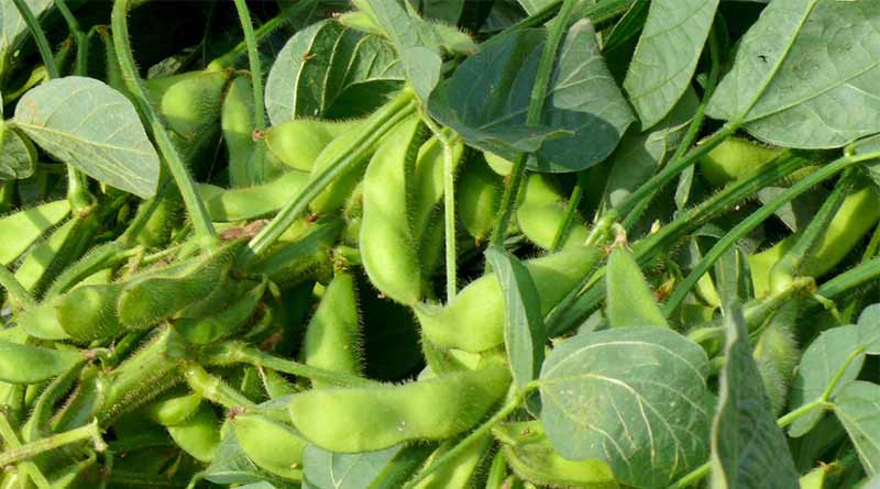 Soybeans - Glycine max