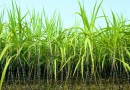 वाणिज्यिक (नकदी) फसल: गन्ना Commercial (Cash) Crops: Sugarcane- Saccharum officinarum