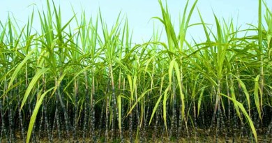 Commercial-(Cash)-Crops-Sugarcane--Saccharum-officinarum