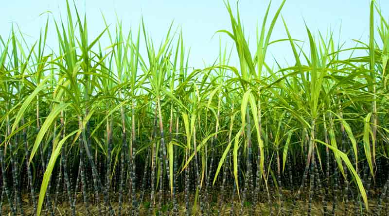 Commercial-(Cash)-Crops-Sugarcane--Saccharum-officinarum