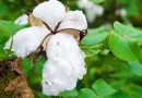 वाणिज्यिक (नकदी) फसल: कपास Commercial (cash) Crops: Cotton- Gossypium hirsutum