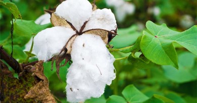Cotton- Gossypium hirsutum