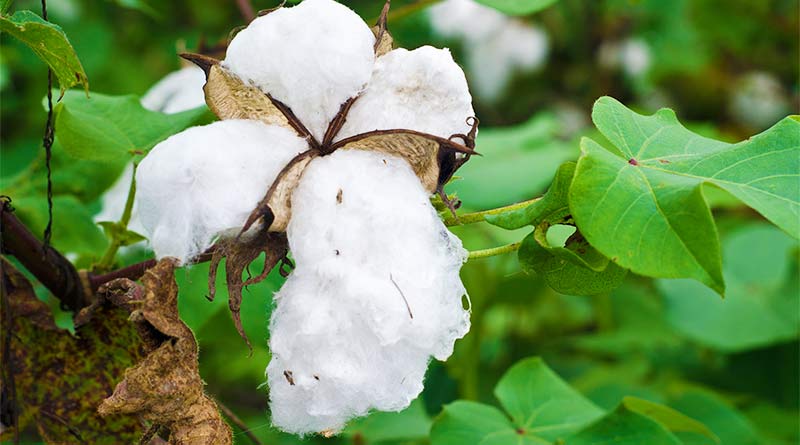 Cotton- Gossypium hirsutum
