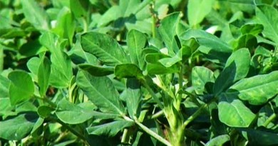 Peanut- Arachis hypogaea