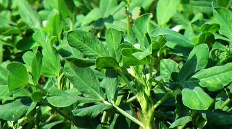 Peanut- Arachis hypogaea