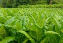 वाणिज्यिक (नकदी) फसल: तम्बाकू  Commercial (cash) Crops: Tobacco- Nicotiana tabacum