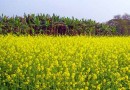 वाणिज्यिक (नकदी) फसल: तोरी और सरसों Commercial (cash) crops: Rapeseed and Mustard