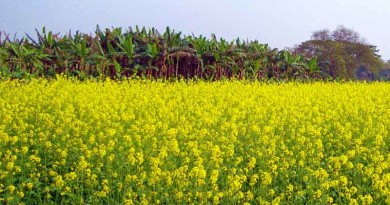 वाणिज्यिक (नकदी) फसल: तोरी और सरसों Commercial (cash) crops: Rapeseed and Mustard