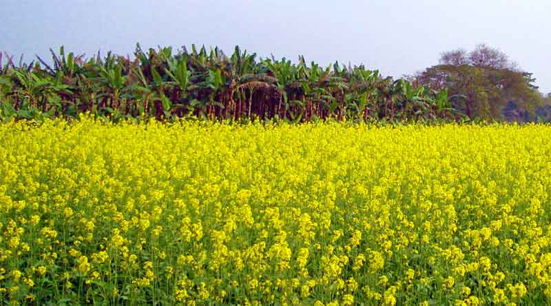 Rapeseed and Mustard