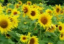 वाणिज्यिक (नकदी) फसल: सूर्यमुखी Commercial (cash) crops: Sunflower- Helianthus annuus