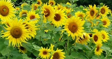 वाणिज्यिक (नकदी) फसल: सूर्यमुखी Commercial (cash) crops: Sunflower- Helianthus annuus