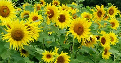 Sunflower- Helianthus annuus